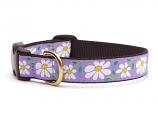 Dog Collars: 5/8" or 1" Wide Daisies Clip Collar